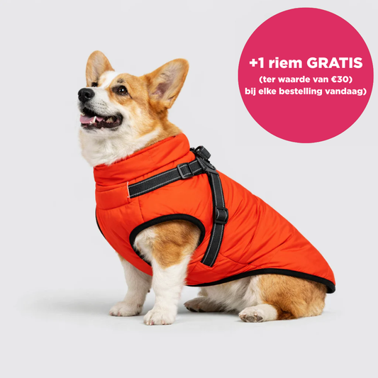 Otto™ | 3-in-1 Winterjas voor Honden met Riem