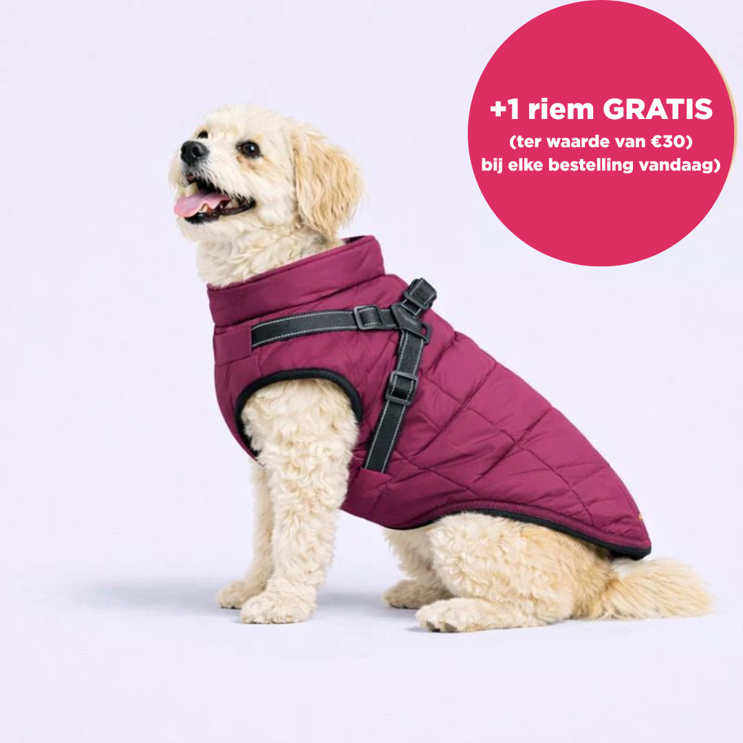 Otto™ | 3-in-1 Winterjas voor Honden met Riem
